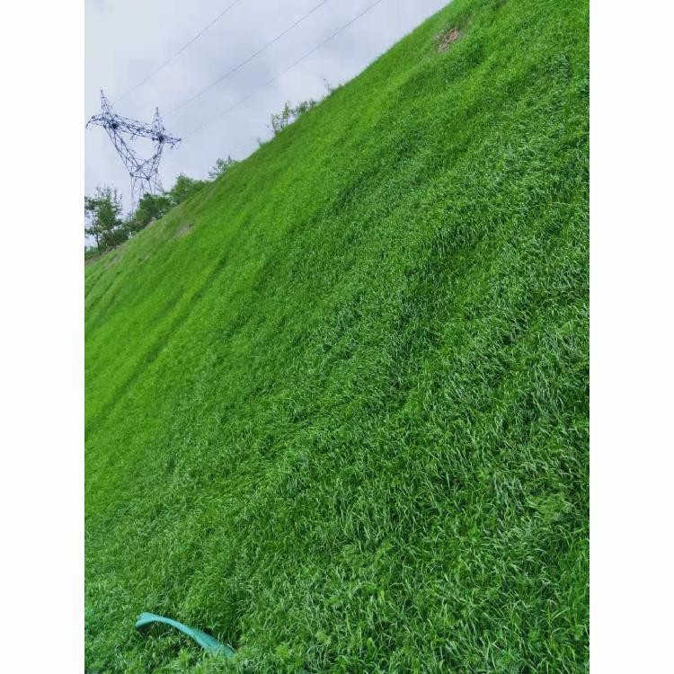 溫嶺草籽護坡噴播機邊坡綠化客土式噴播機